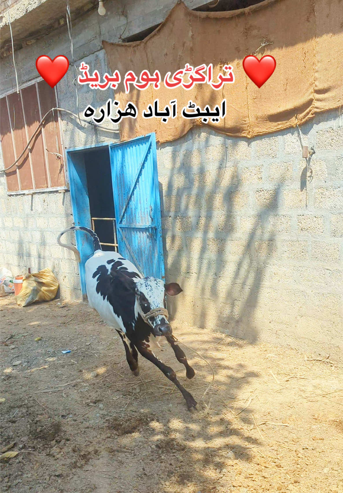 @محمد جنید (ایبٹ آباد)