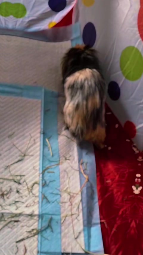 @Pawfectlypicked