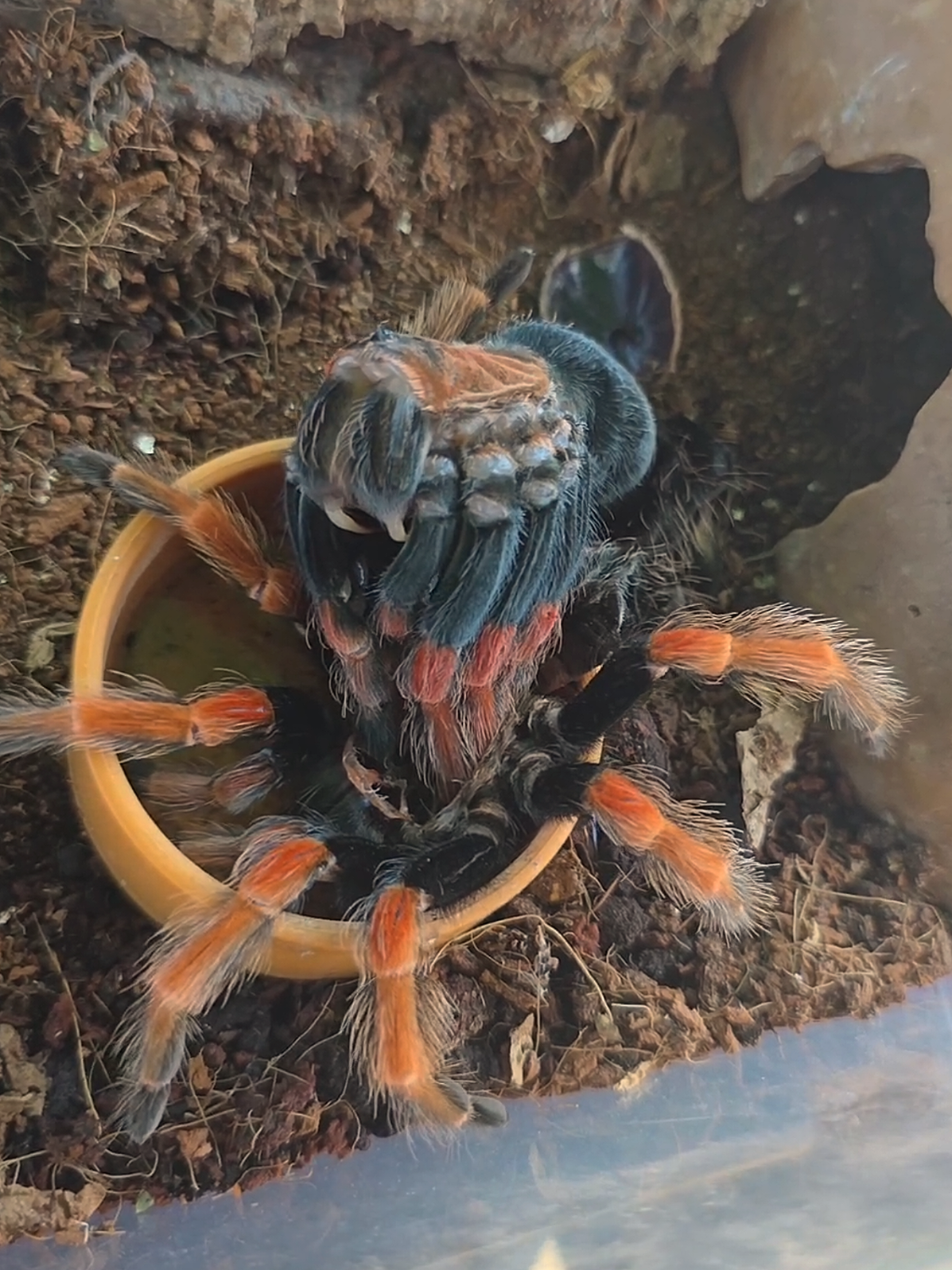 @robs BIG SPIDERS!!!