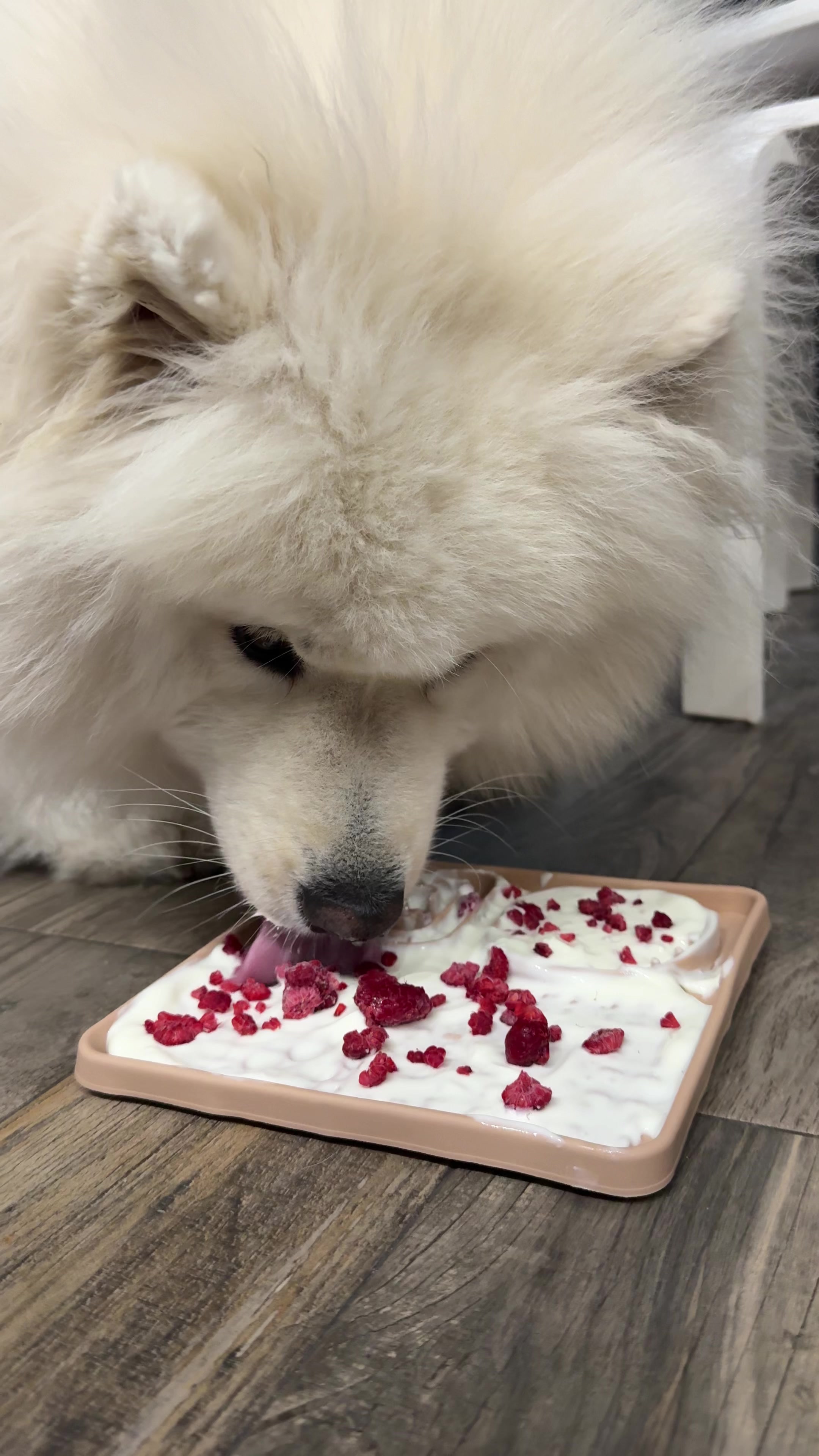 @Samoyed.Kokos