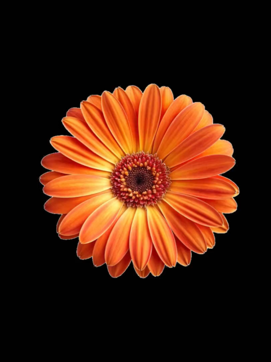 @𝐋𝐲𝐧𝐱.