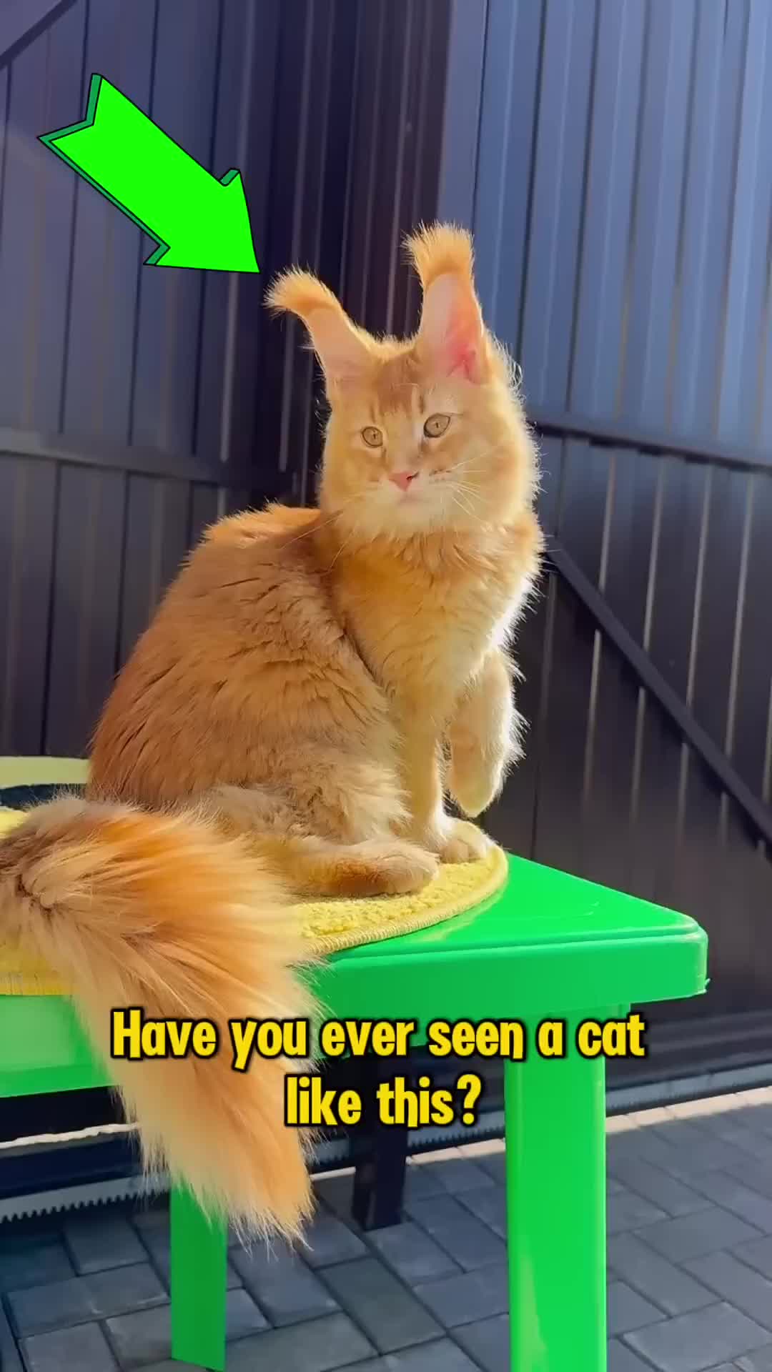 @Rescue Diaries 😻