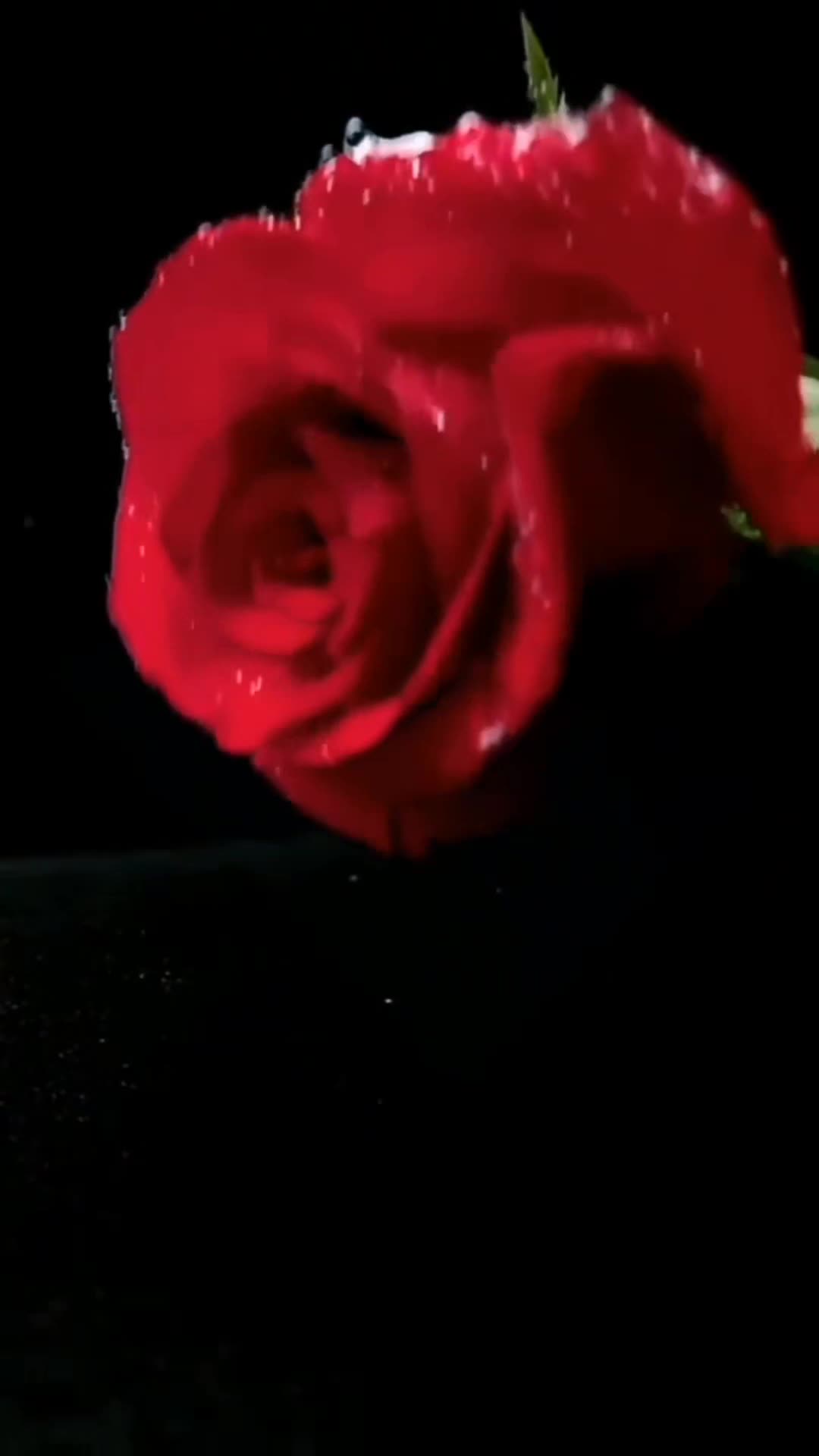 @sony1616