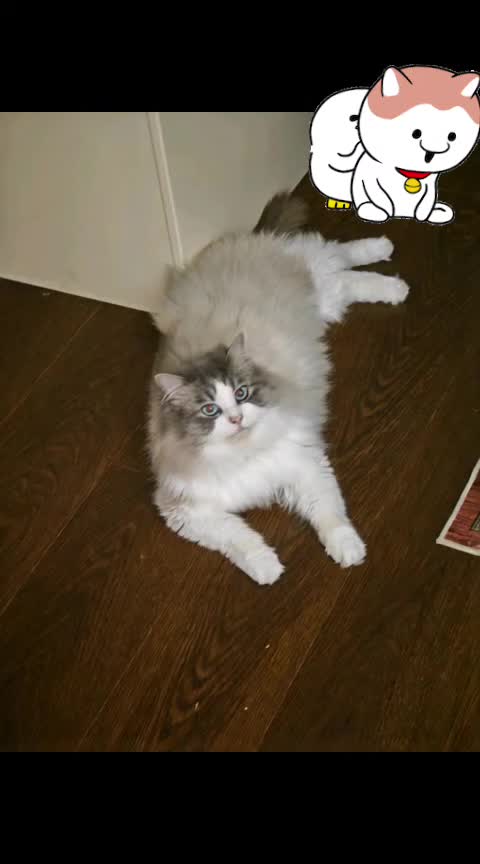 @Daisy The Cat