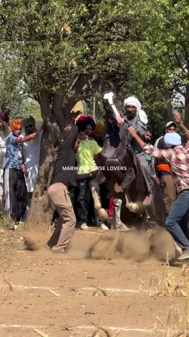 @🏇 MARWARI HORSE RACING 🏇