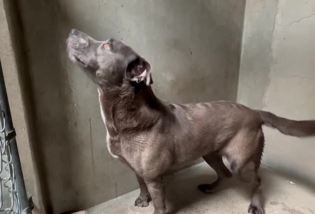 @Saving Mastiffs