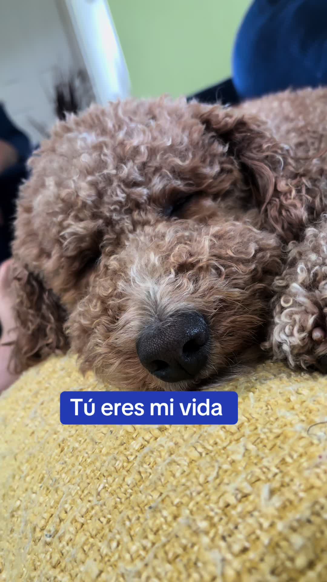 @Reyna y Churro 🐶😍