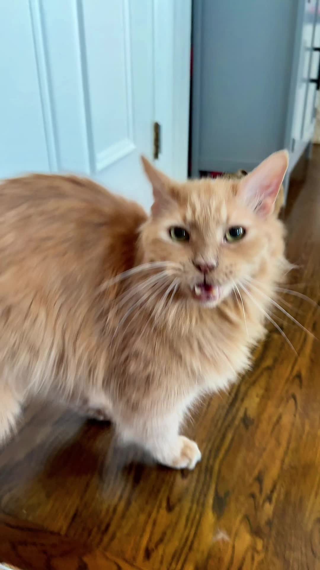 @Auntie Julie - The Cat Sitter