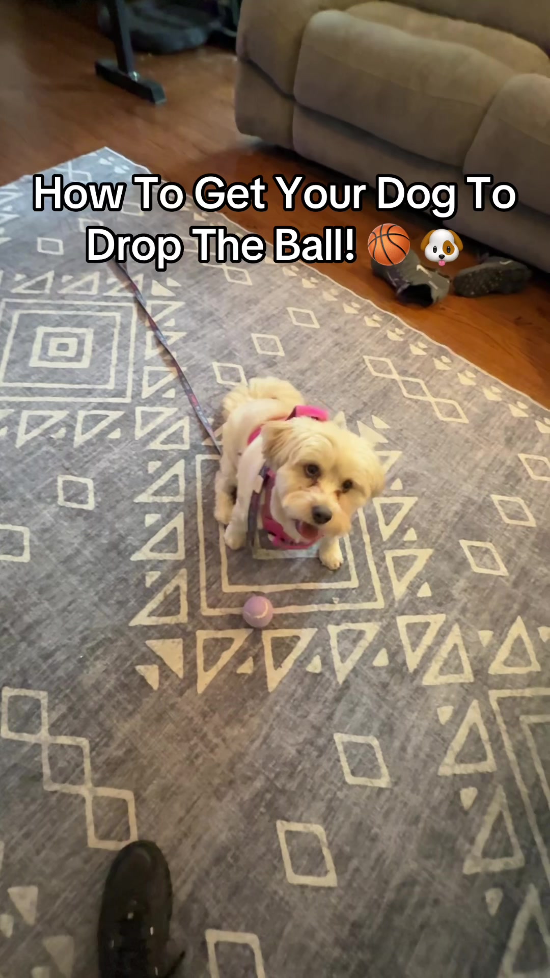 @Best Buddy Dog Trainer LLC