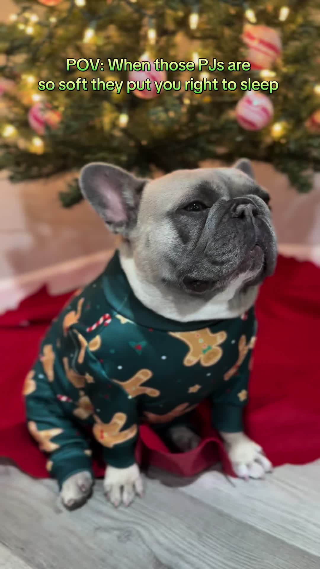 @mavisthefrenchie