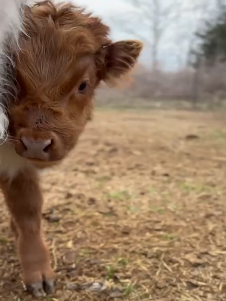 @JD Acres Farm