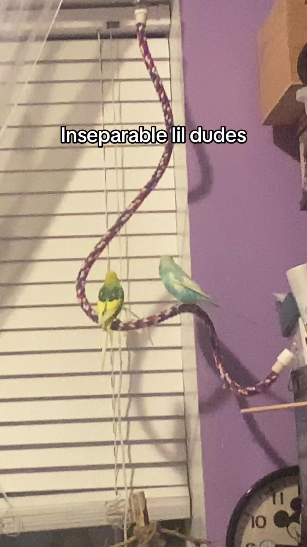 @Kiwi and Gizmo