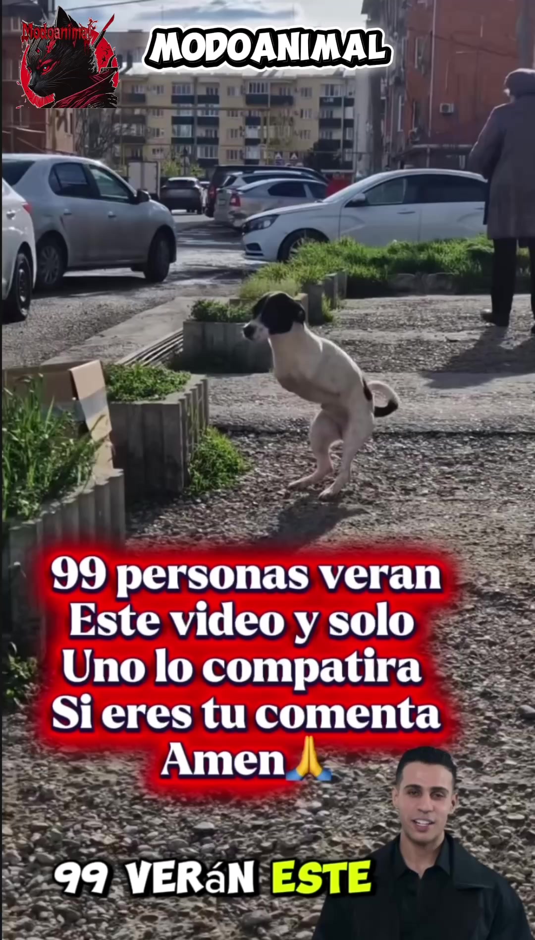 @Modoanimal