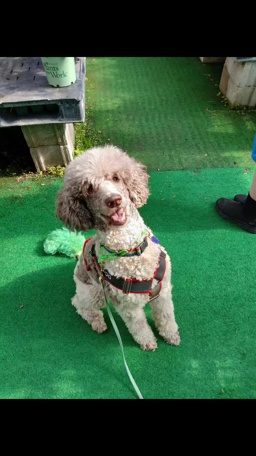 @crazy_dog_person