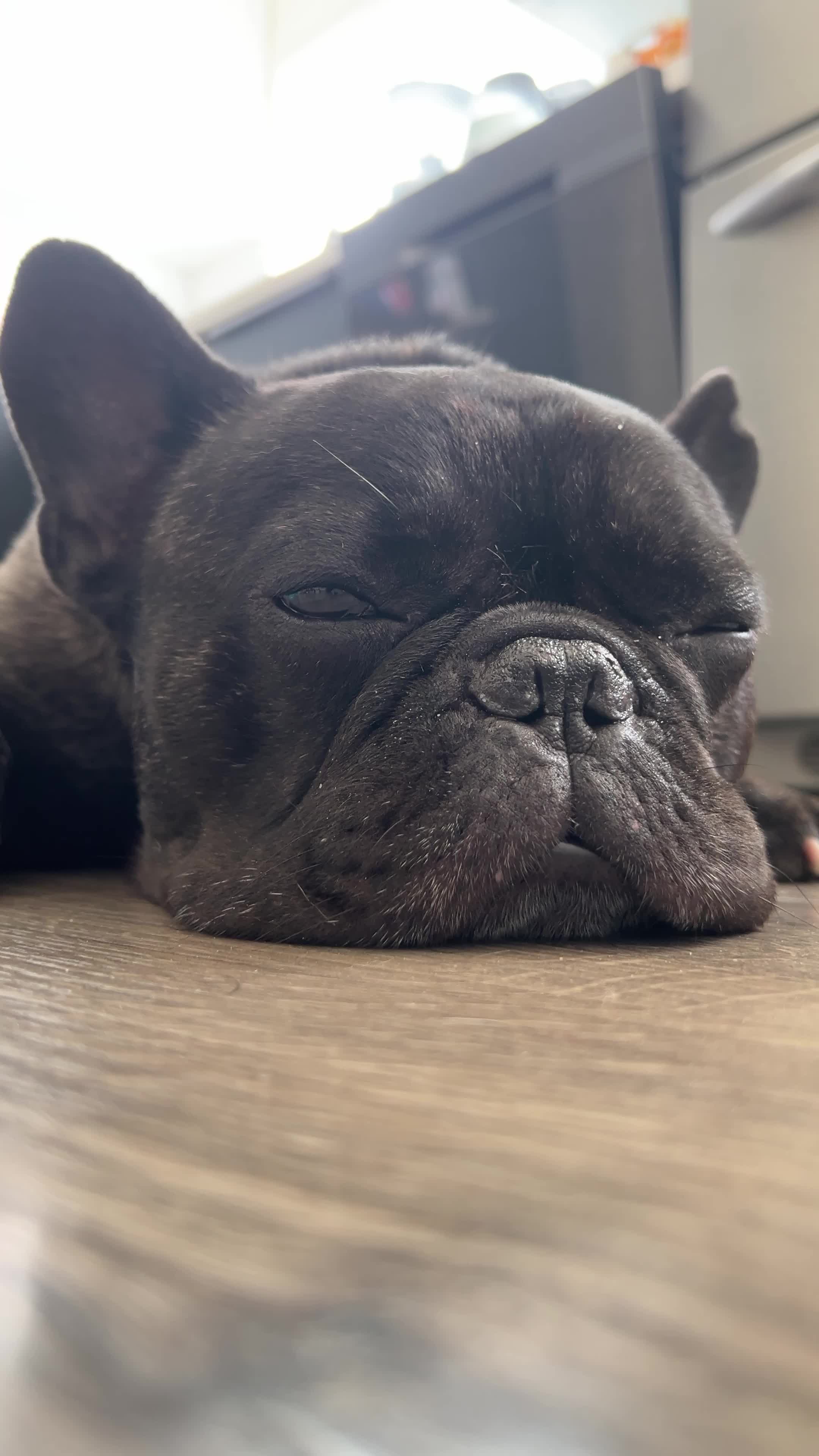 @Bruno the Frenchie