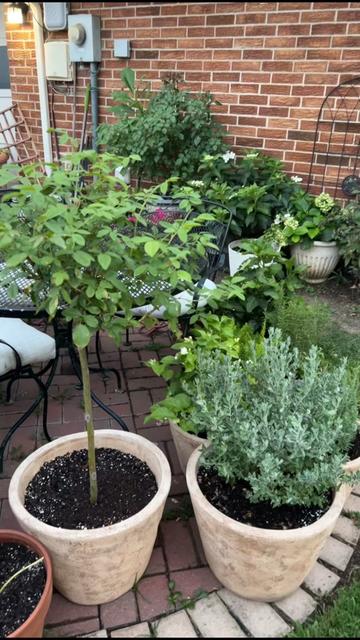 @Cristy&rsquo;s Home & Garden 👩🏻&zwj;🌾