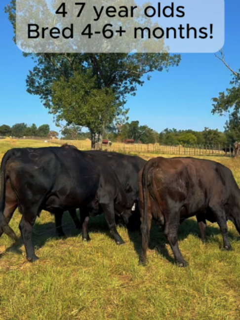 @Rutherford Land and Cattle