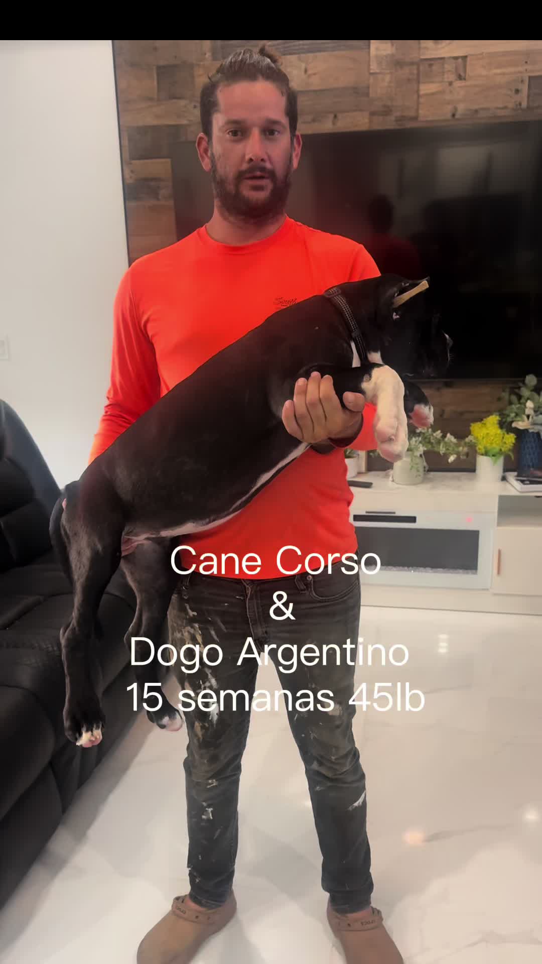 @Carlito