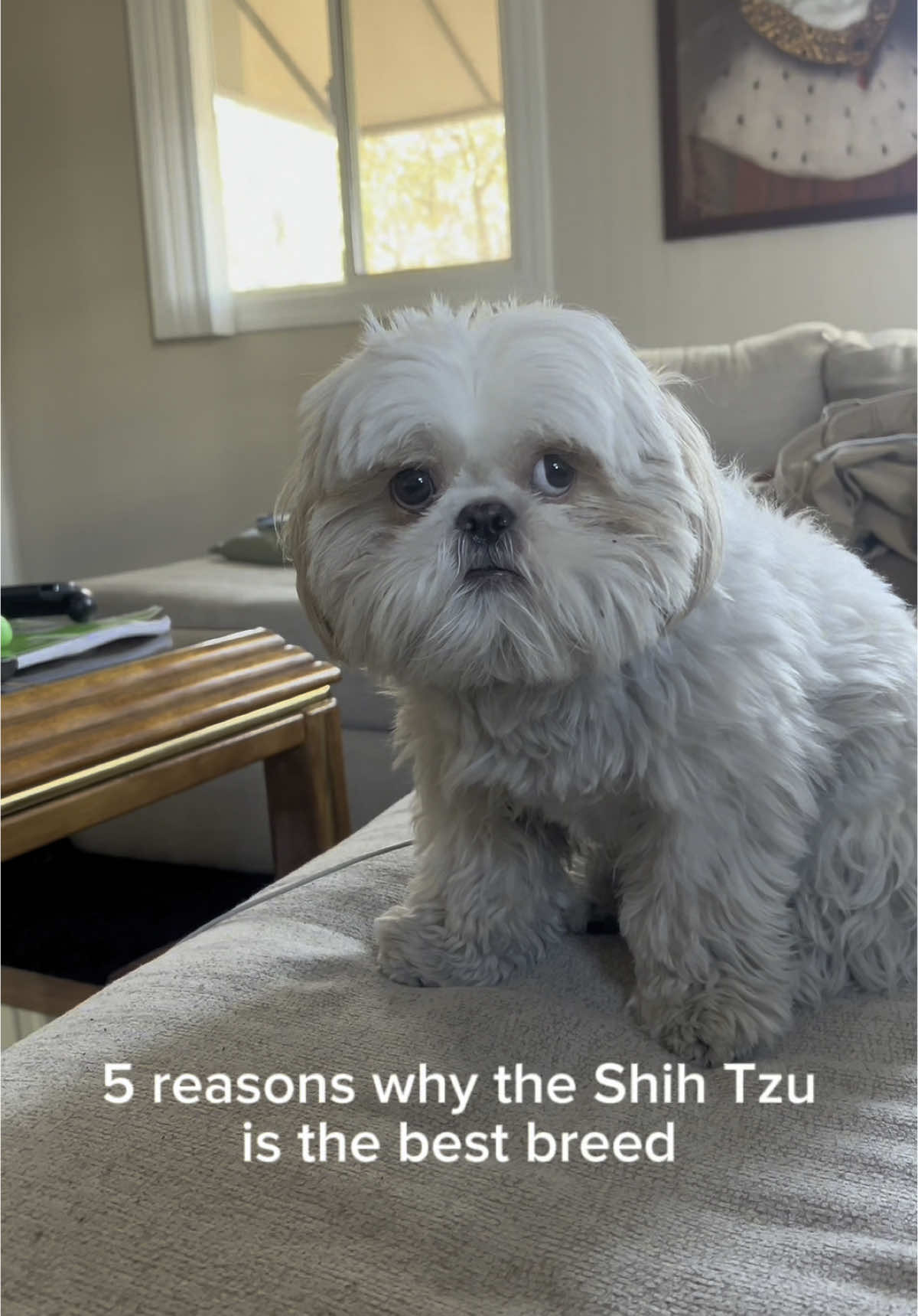 @Hugh the Shih Tzu