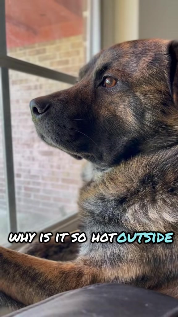 @Rosey’s Page☺️🐾