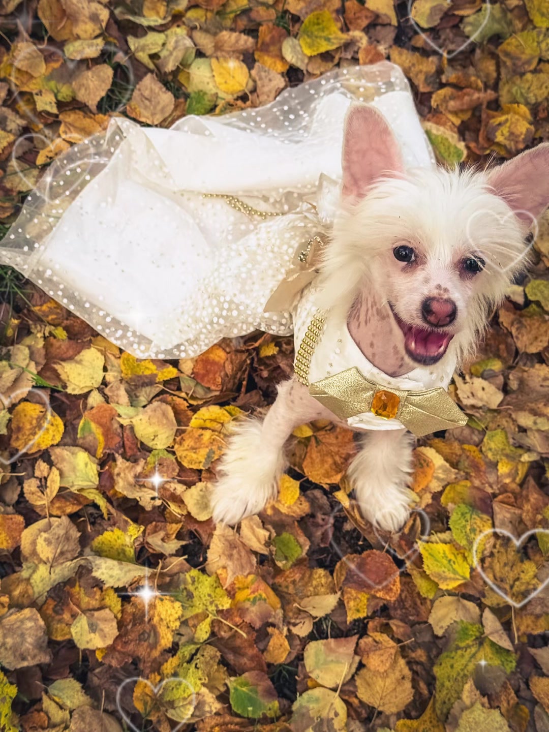 @Luxe The Adventure Poodle