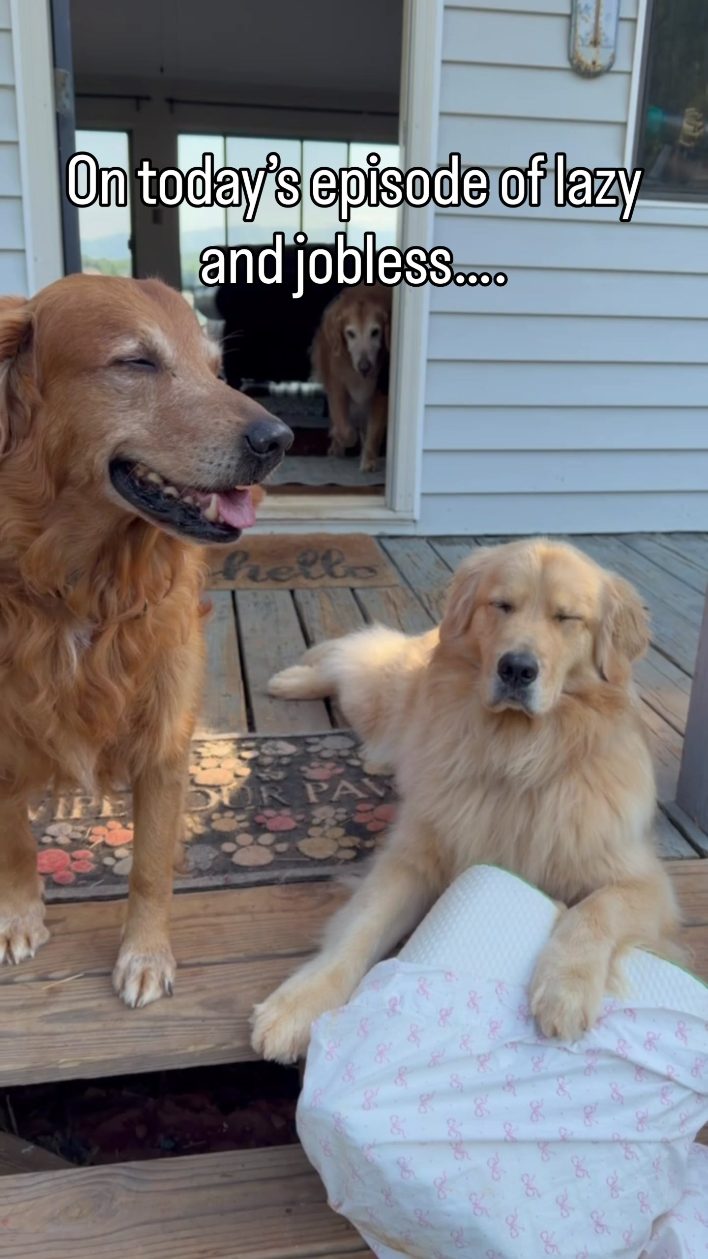 @DogMomisms