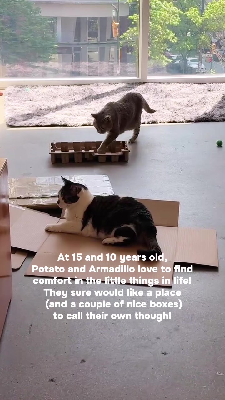 @Catfe