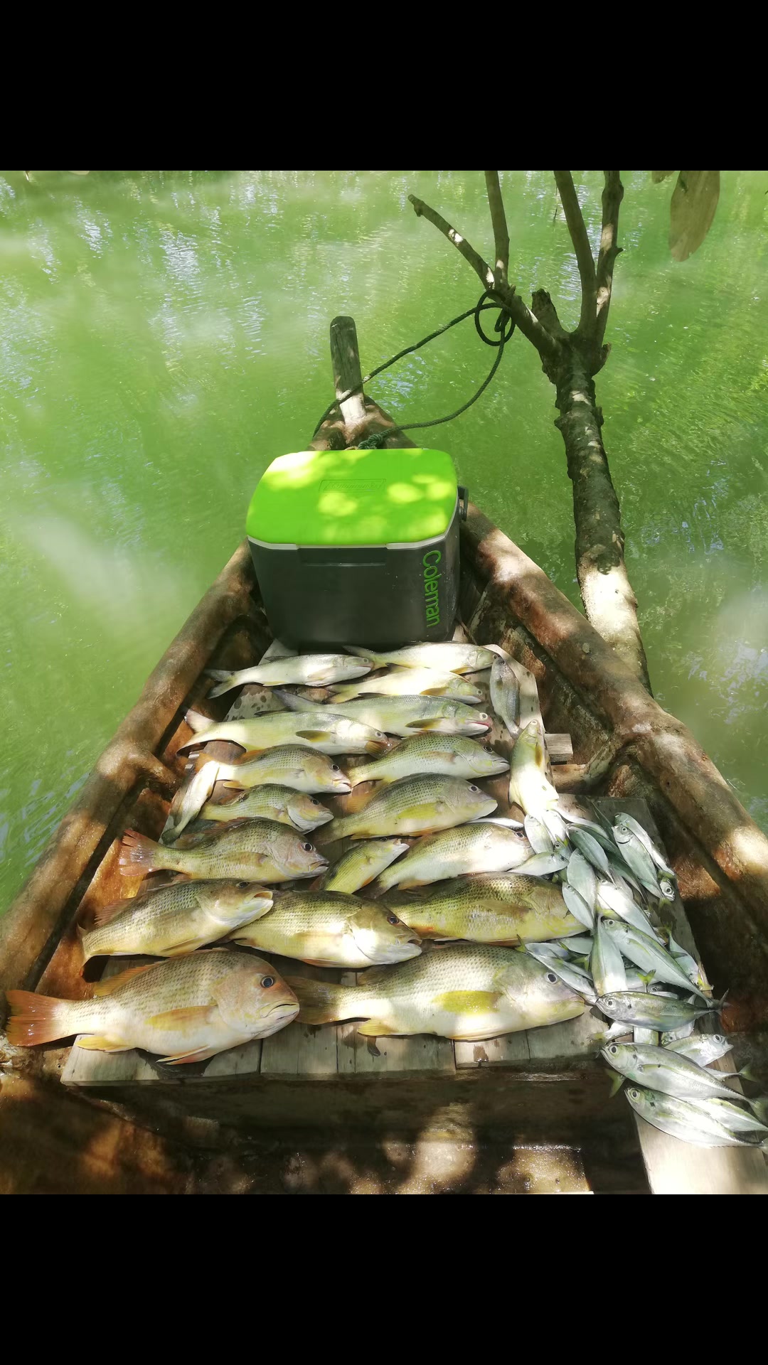 @NGW Angler