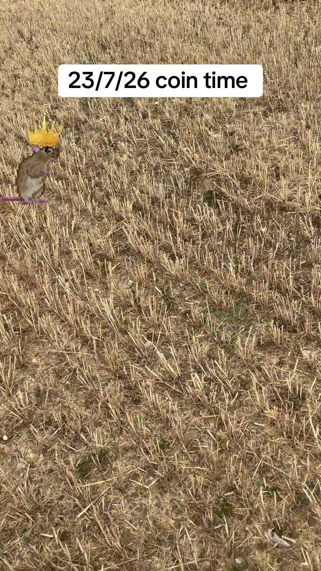 @SirKingRat