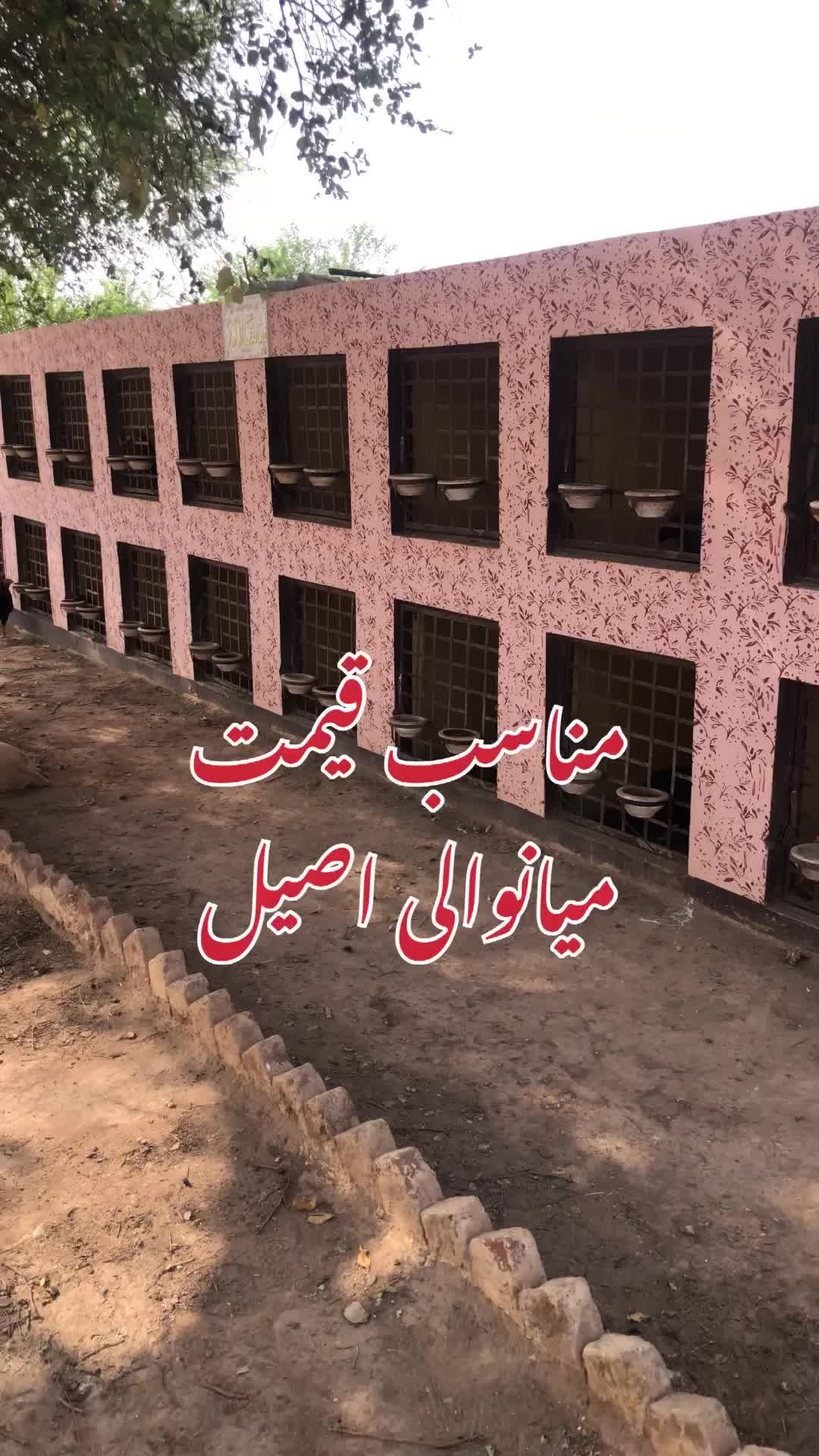 @Poultry Markaz