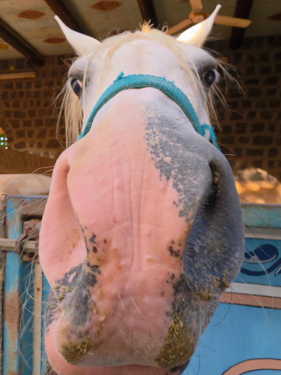 @funny:)animalsbytwins