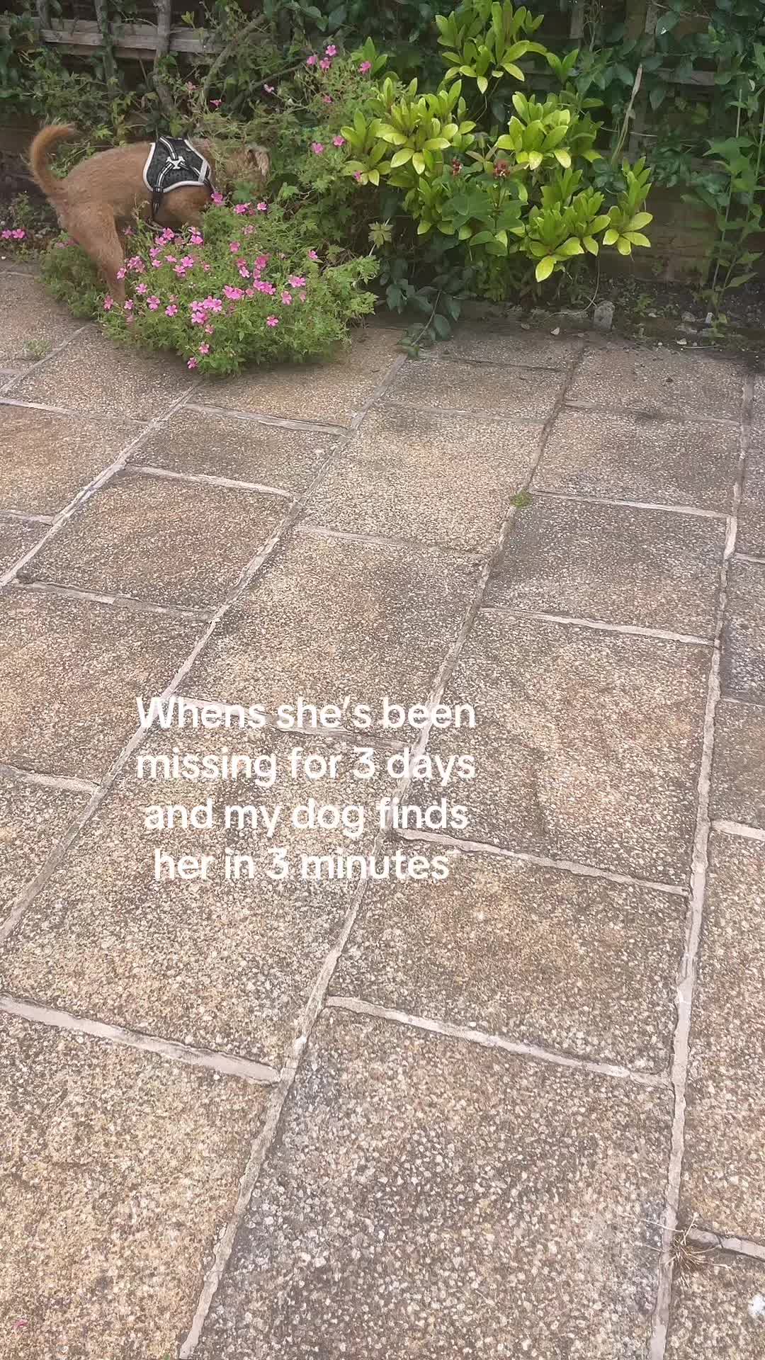 @👩🏻🦳❤️🐕