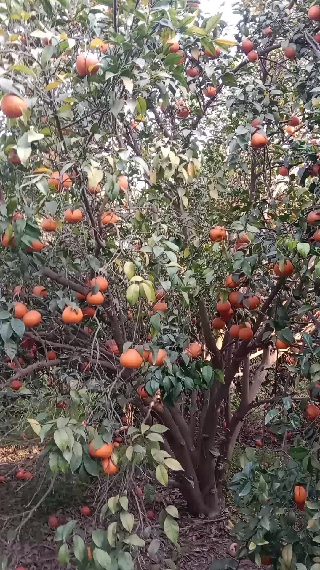 @Brand Orange 🍊