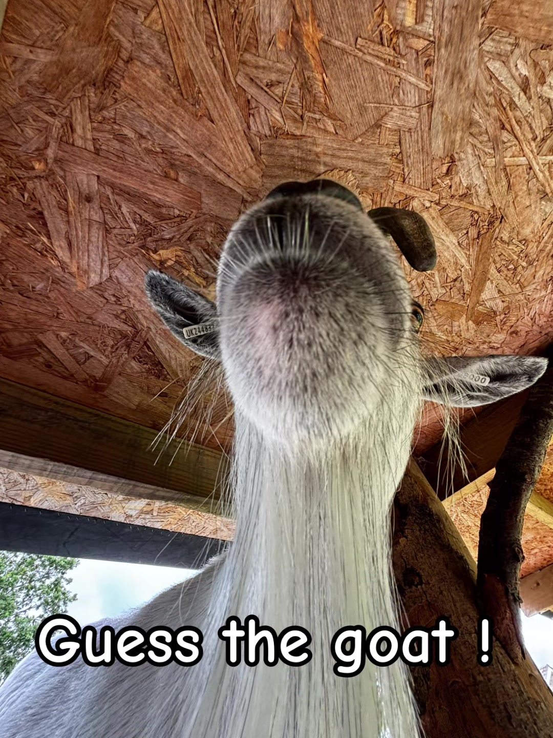 @GiddyAboutGoats