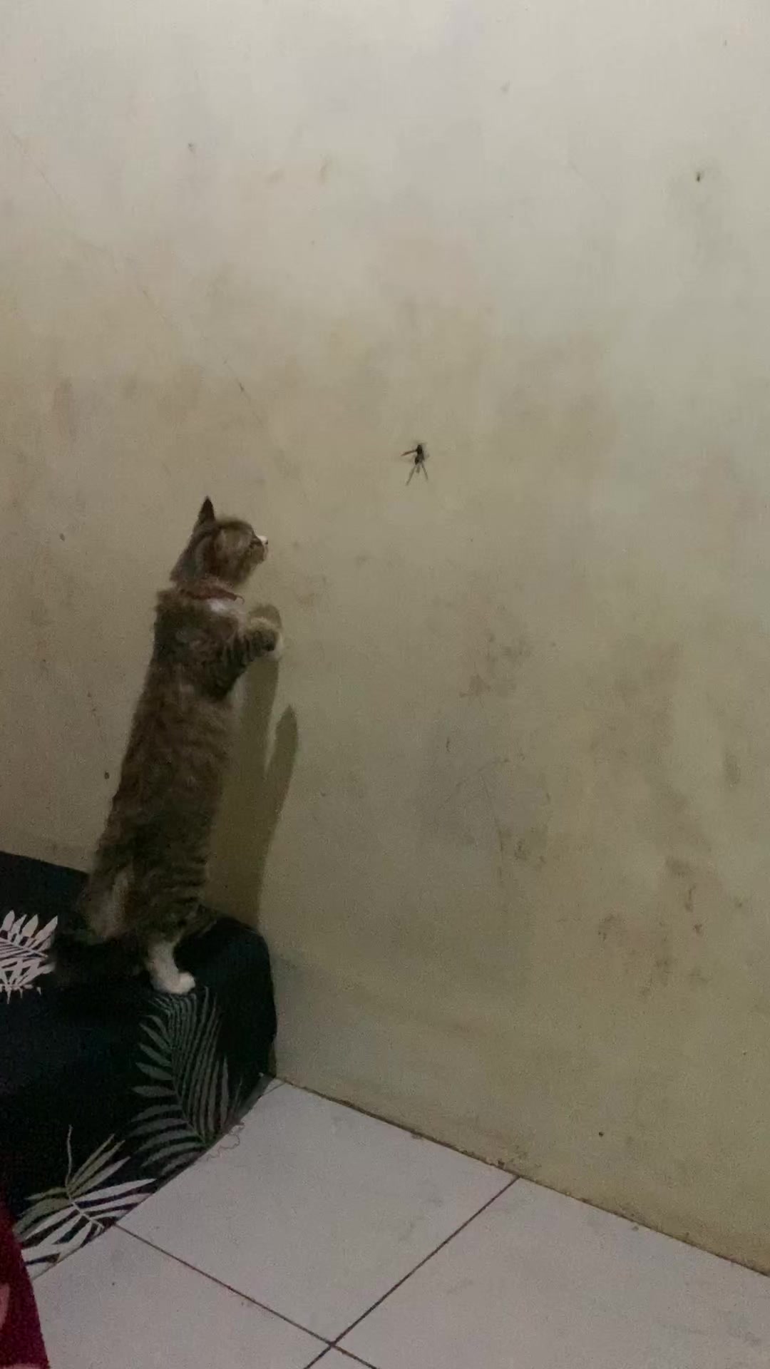 @๐๐ด๐ฌ๐ฉ๐ข๐ฃ๐ฃ๐ฃ๐พ
