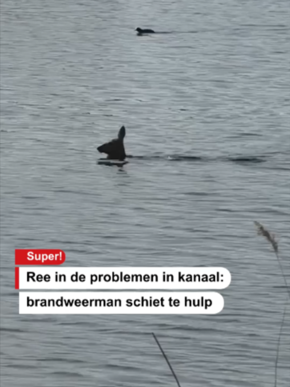 @De Stentor