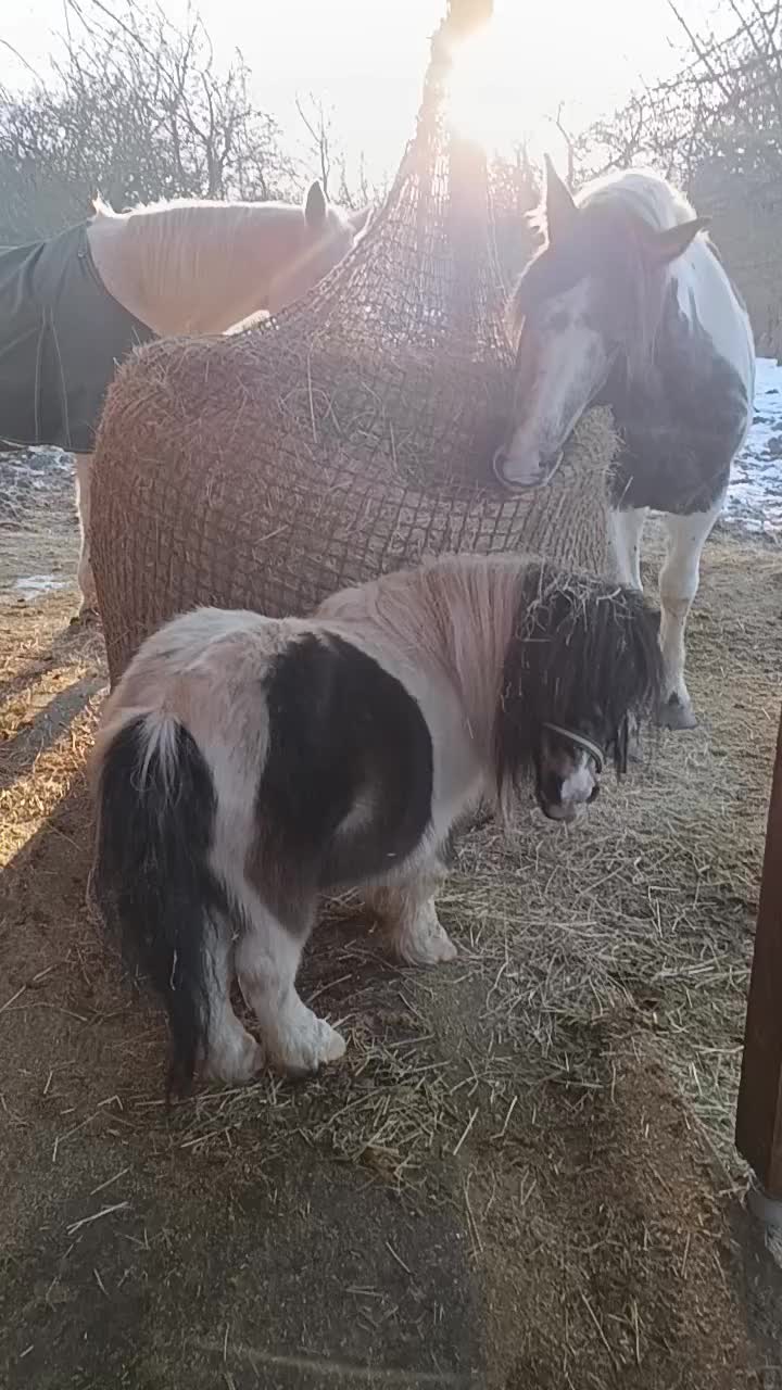 @NeLLy_and_pet