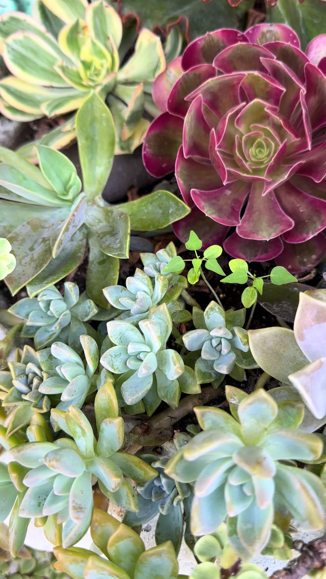 @RemesGarden
