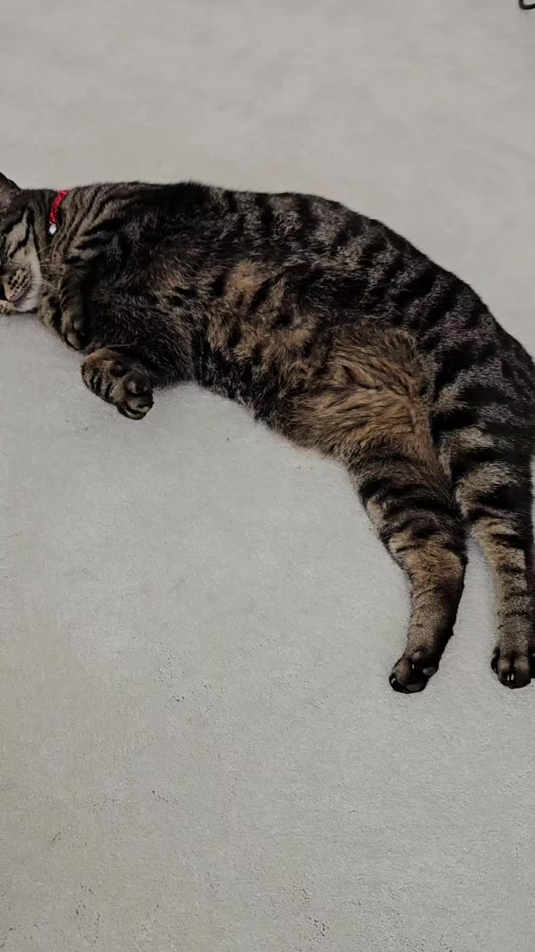 @CatmanScoop