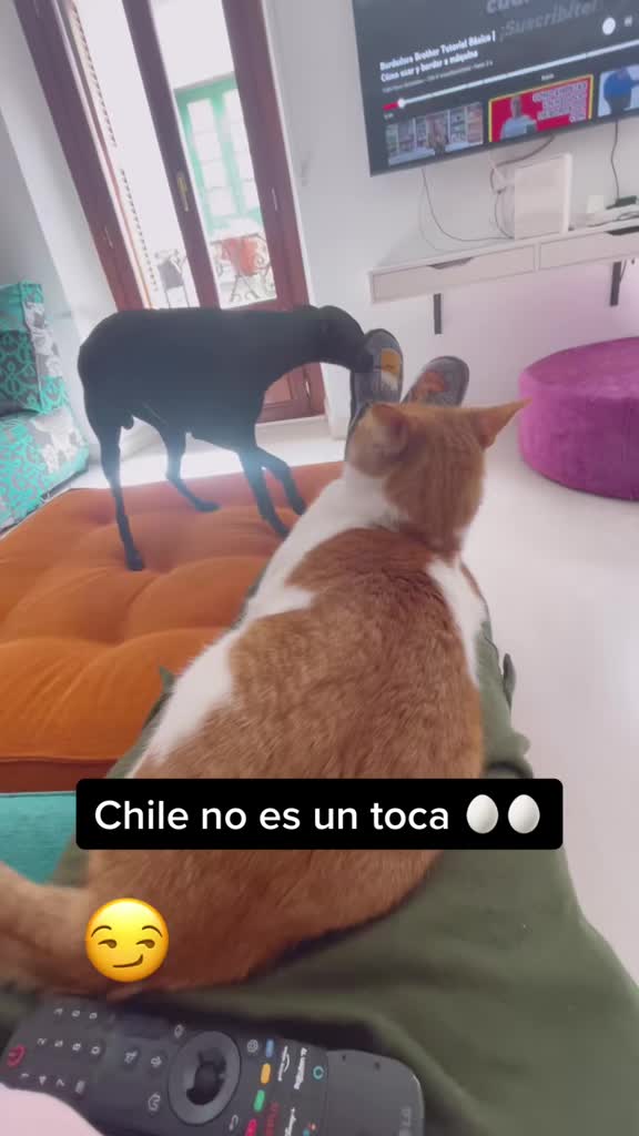 @Chile, Luna y Lorenzo