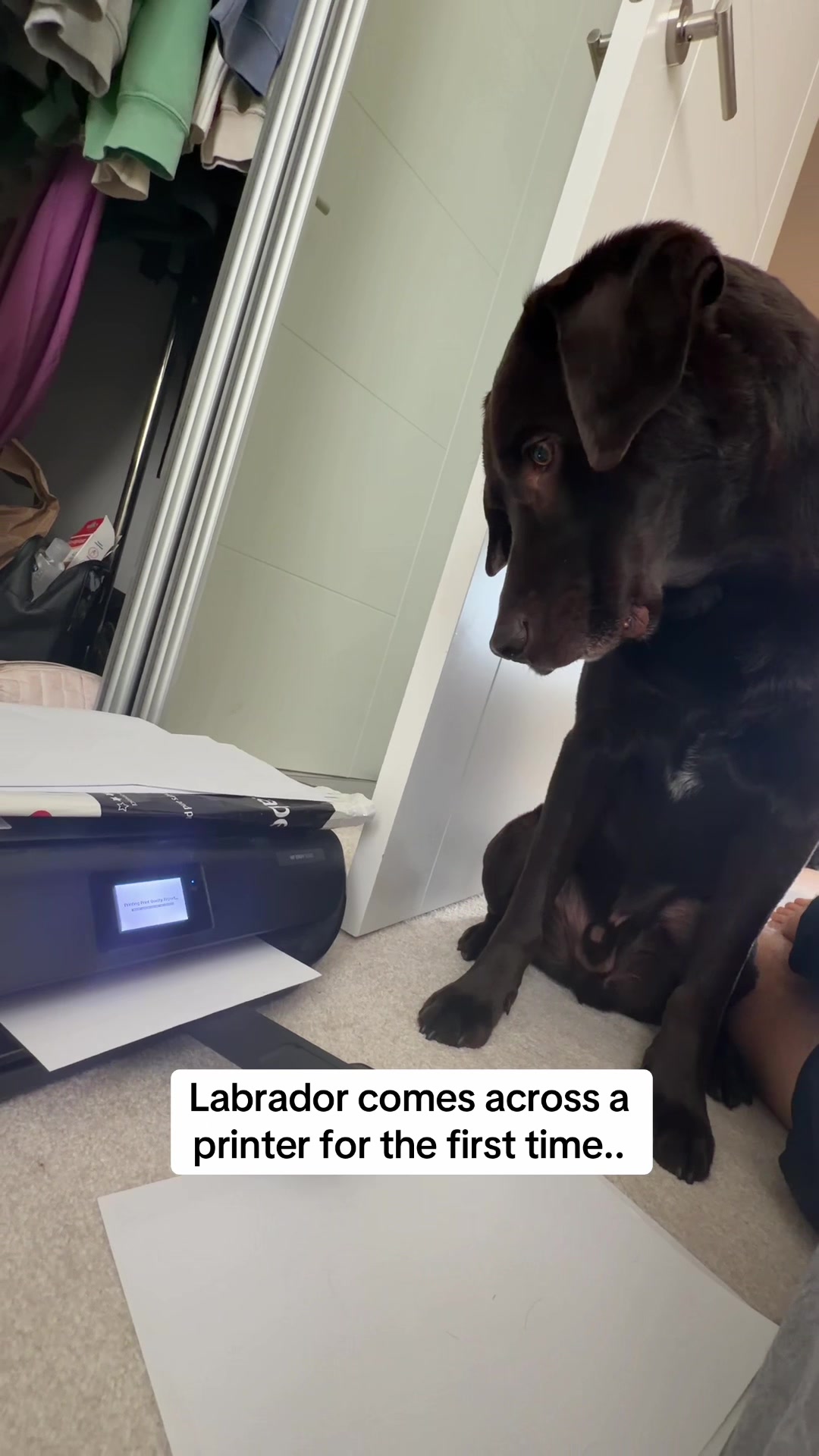@The Labrador Buddy