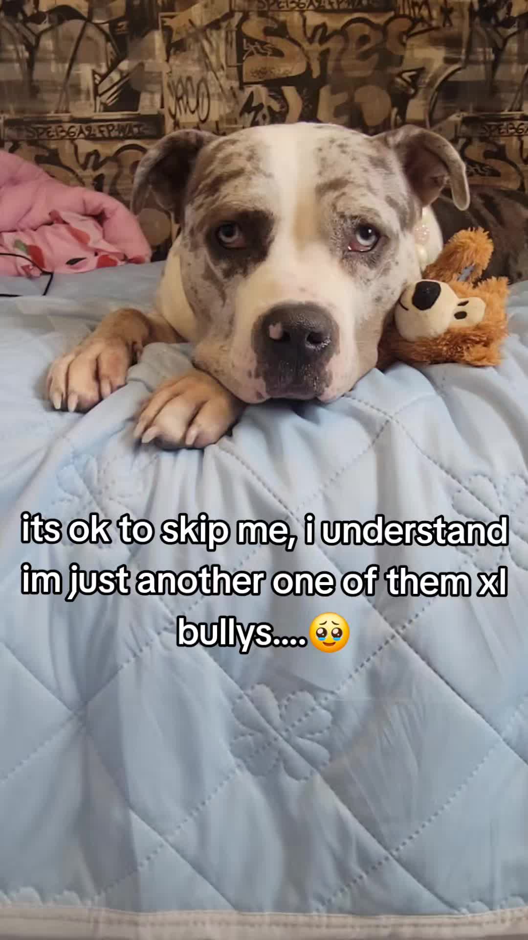 @kirsty+starlight the xl bully