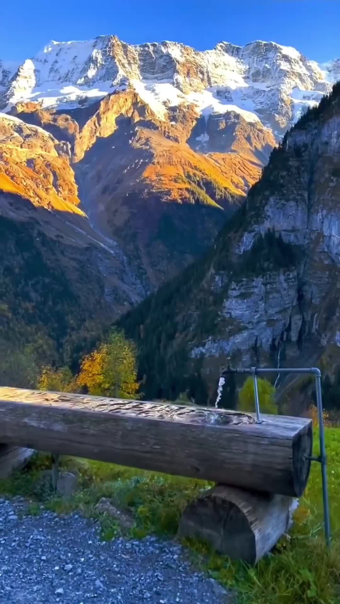 @Nature Vibes 🌲