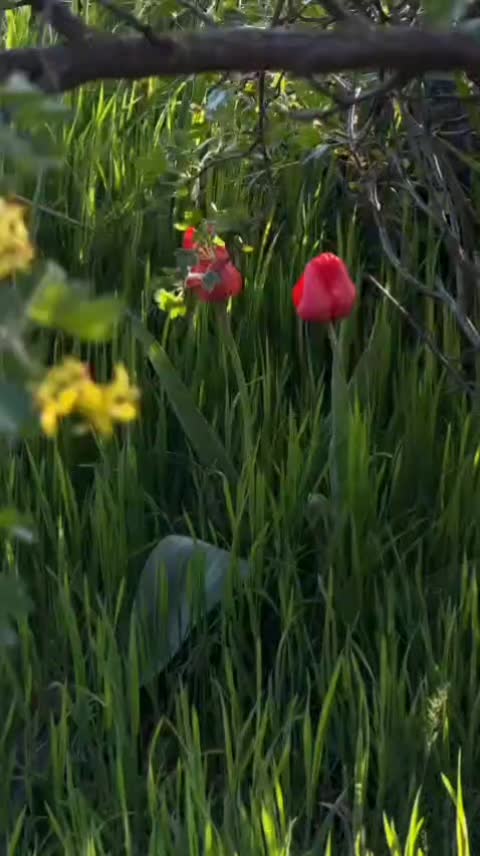 @๐
ฤ๐
ฤ ๐
î๐
๐
๐
ค๐