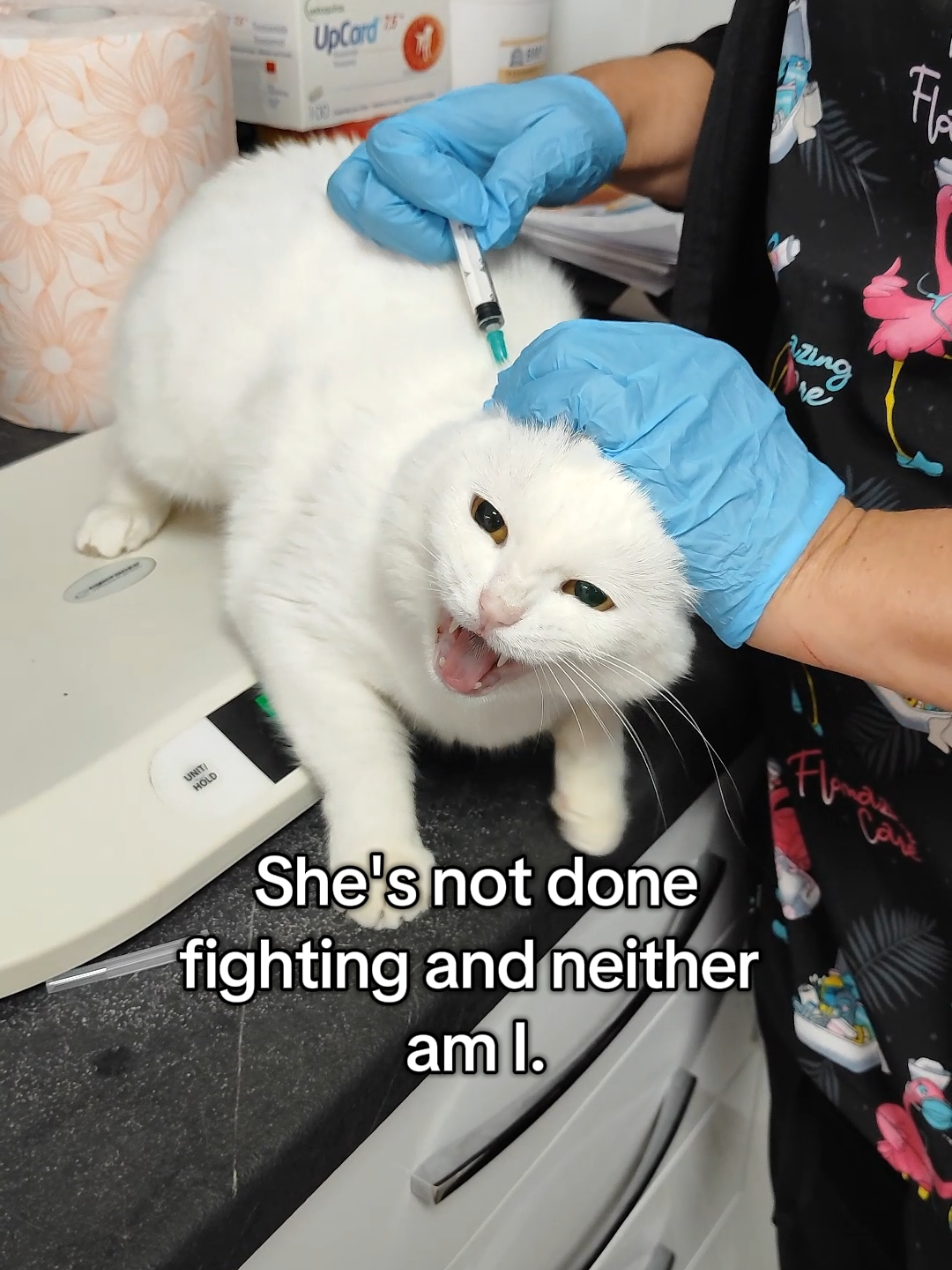 @Fluffy and Pixie