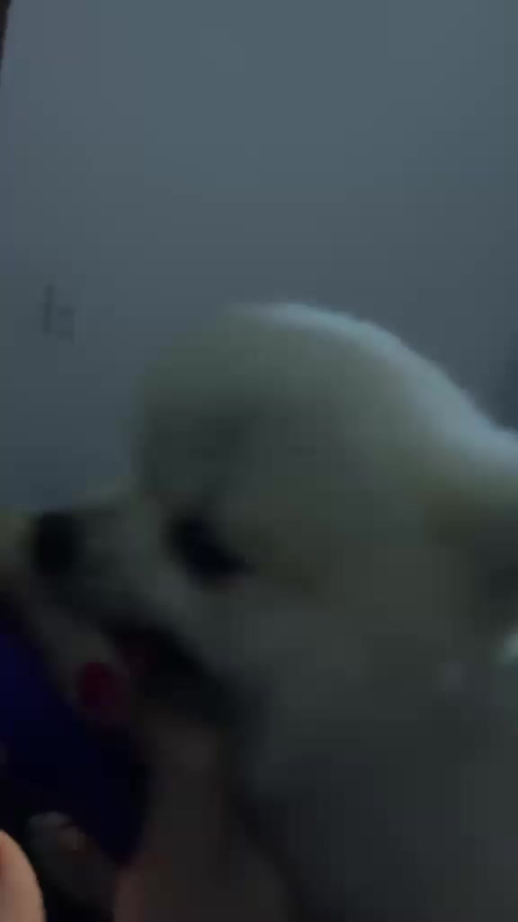 @Duck