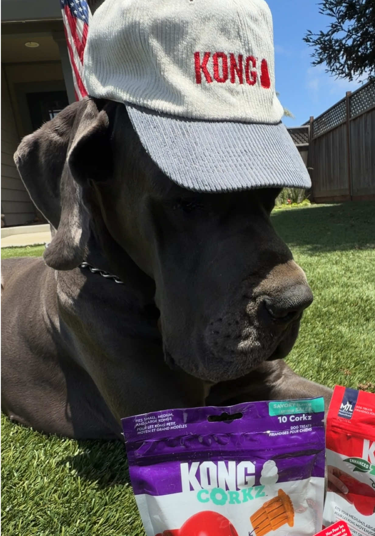 @GUNNER | Great Dane