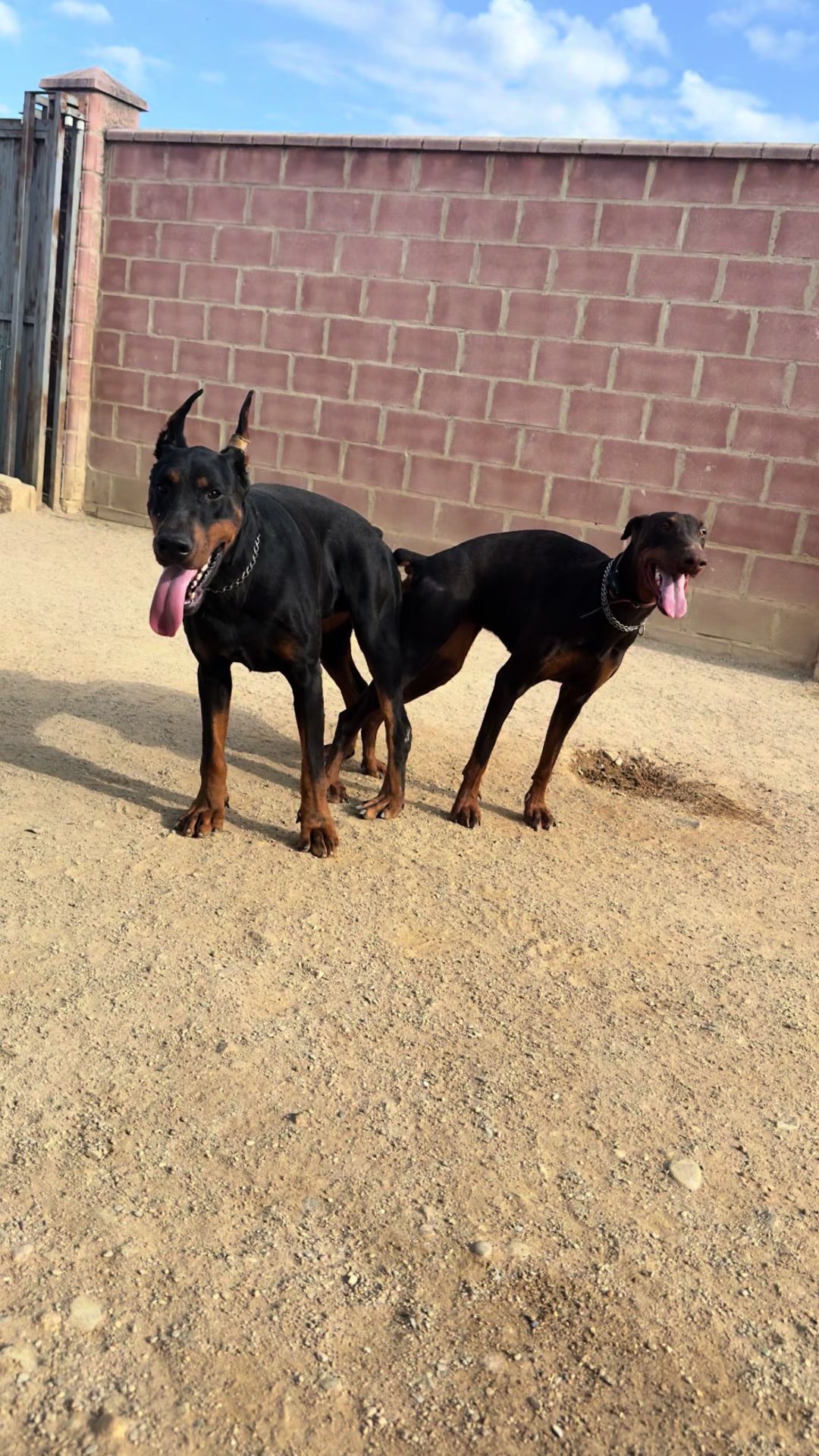 @Mascotas ,cachorritos bonitos