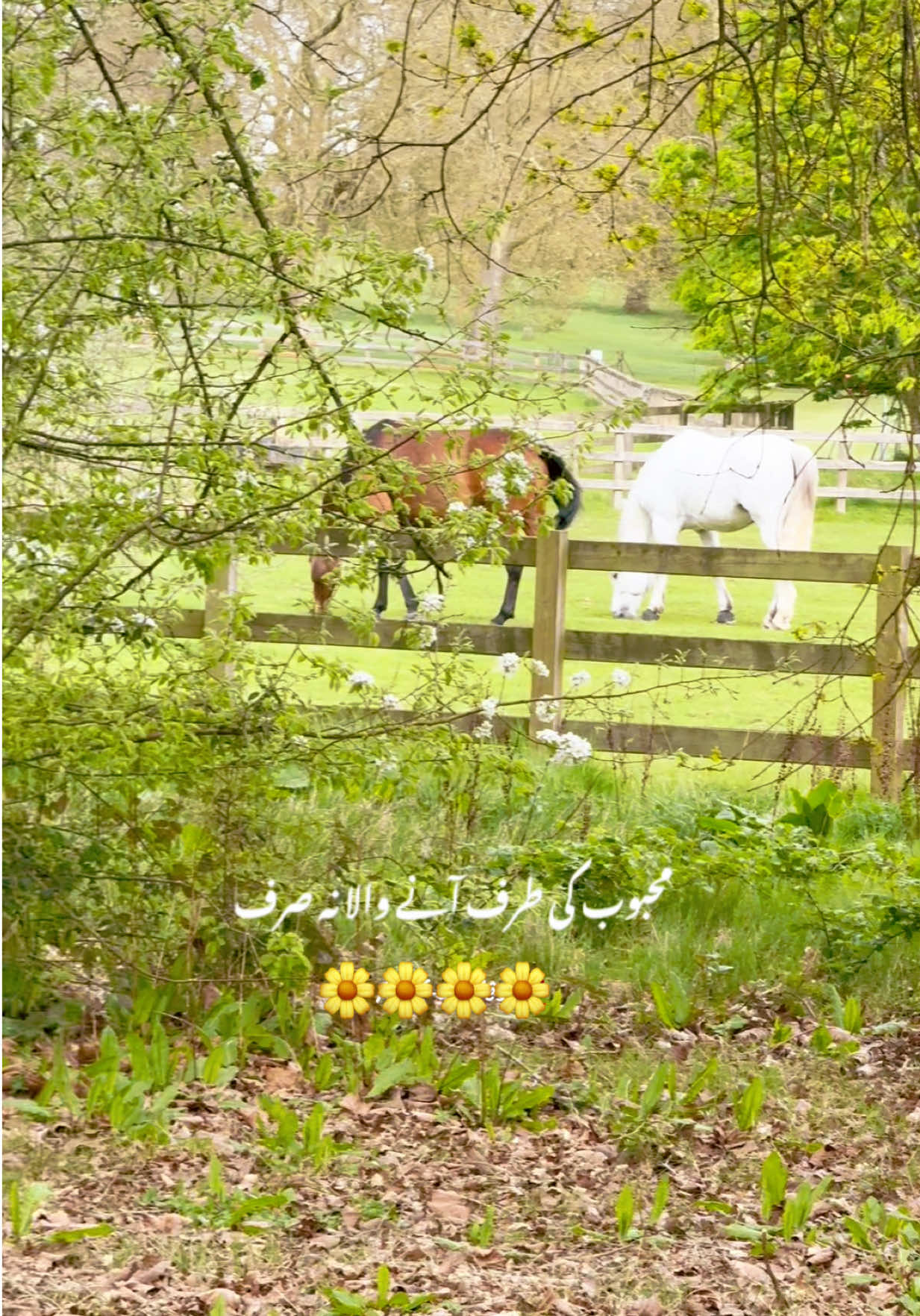 @Noor