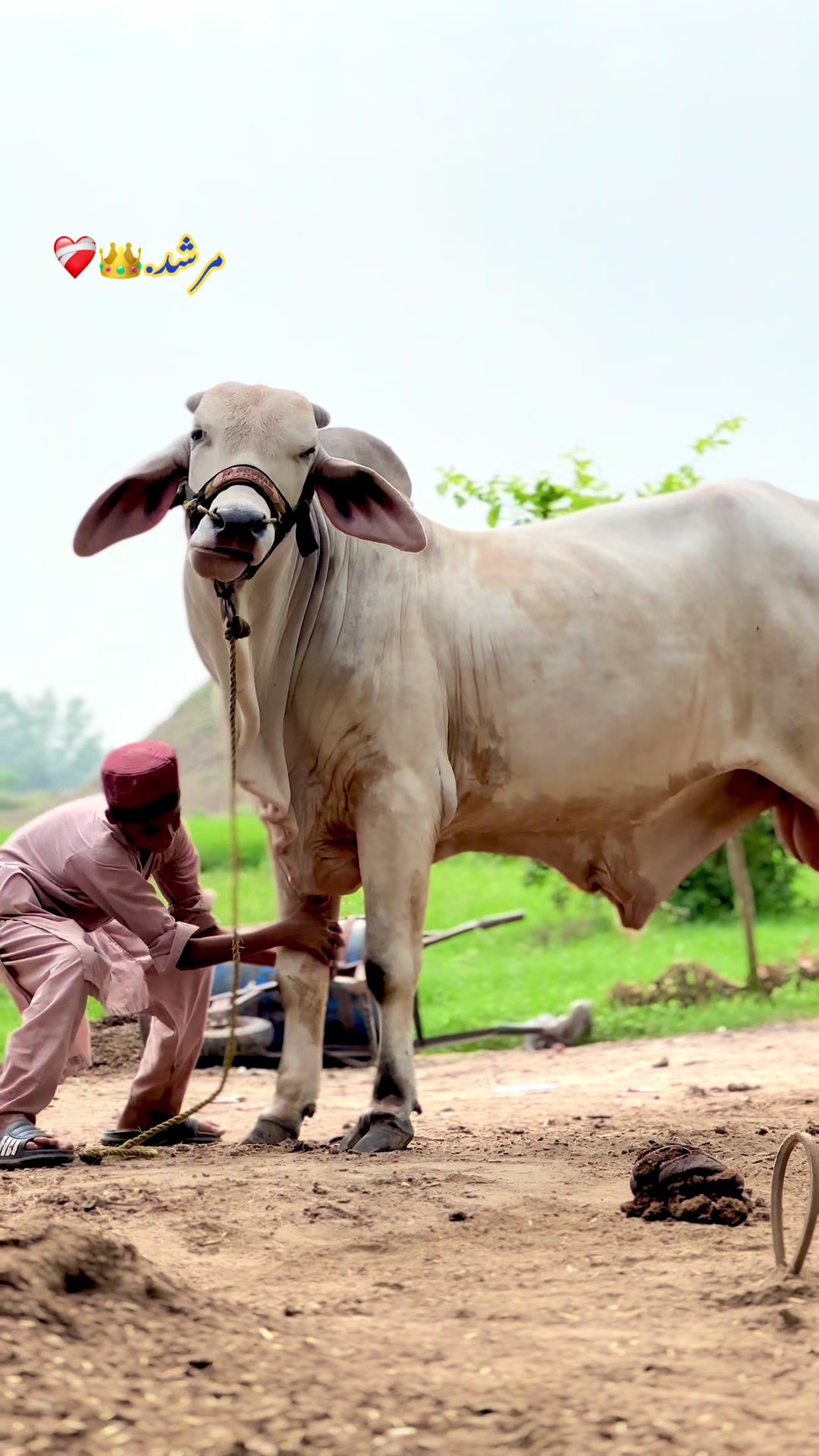 @سبحان کیٹل فارم.🐂🙌